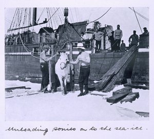 Die Crew entlädt Ponys auf das Meereis, aus 